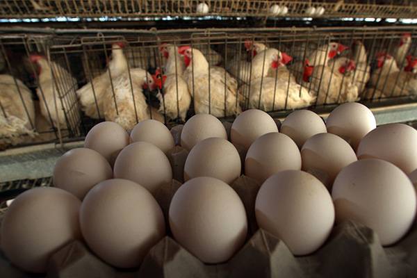 У поляков проблема с яйцами. Вся надежда на украинцев