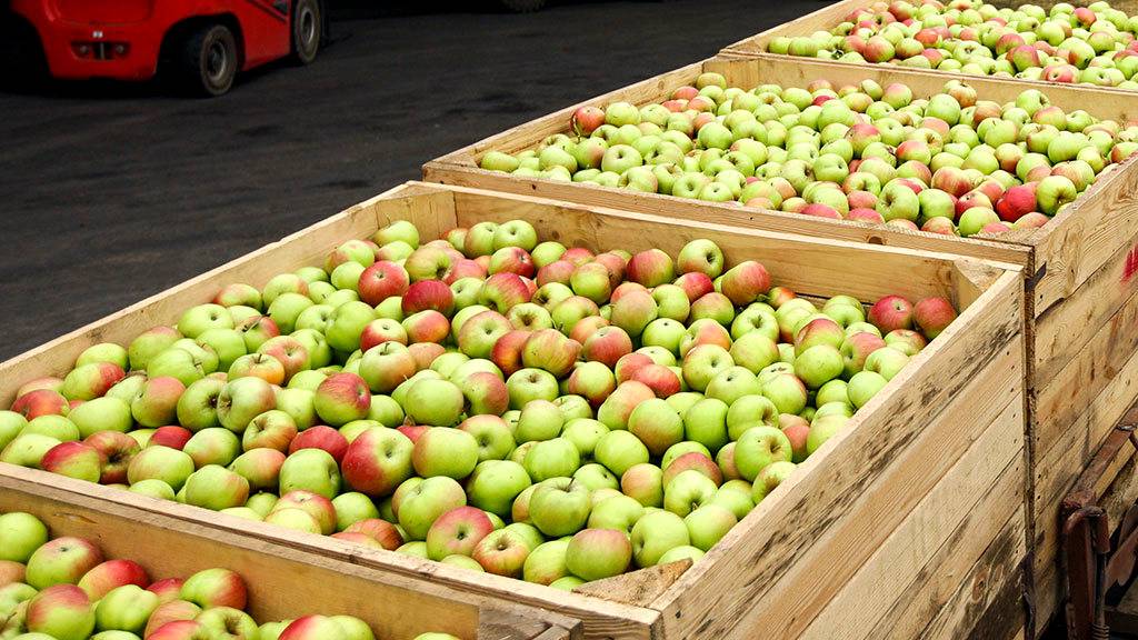 Польские яблоки нашли новый способ попасть в Россию
