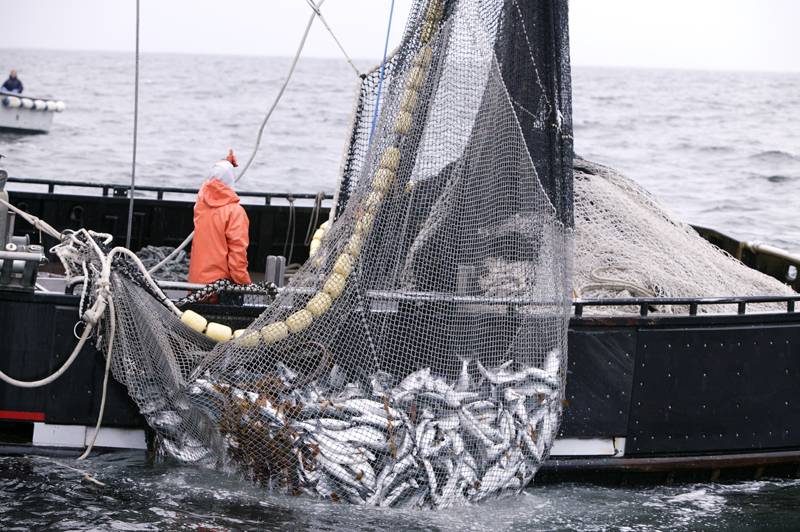 Санкции привели рыбаков к бедствию: Норвегии некуда девать рыбу