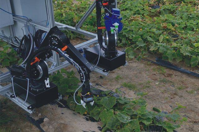 Ужас по-украински: Сборщиков плодов и ягод заменяют роботами