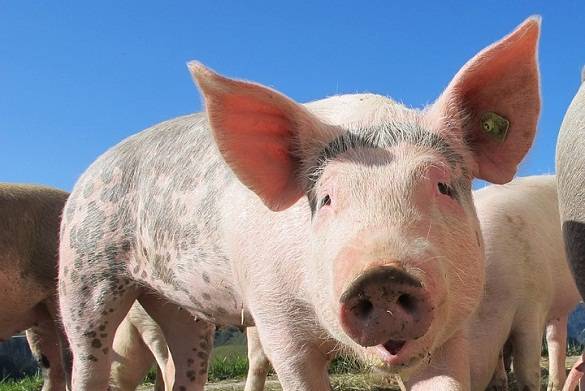 Зачем Беларусь сознательно скрыла факт поставки зараженной свинины в Россию