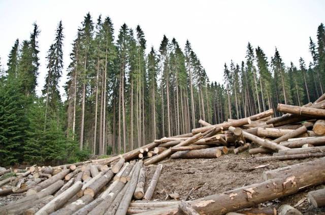 Украина: «Европейская» рубка леса