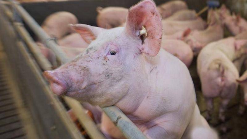 Шестые в мире по свинине: Россия взялась за животноводство