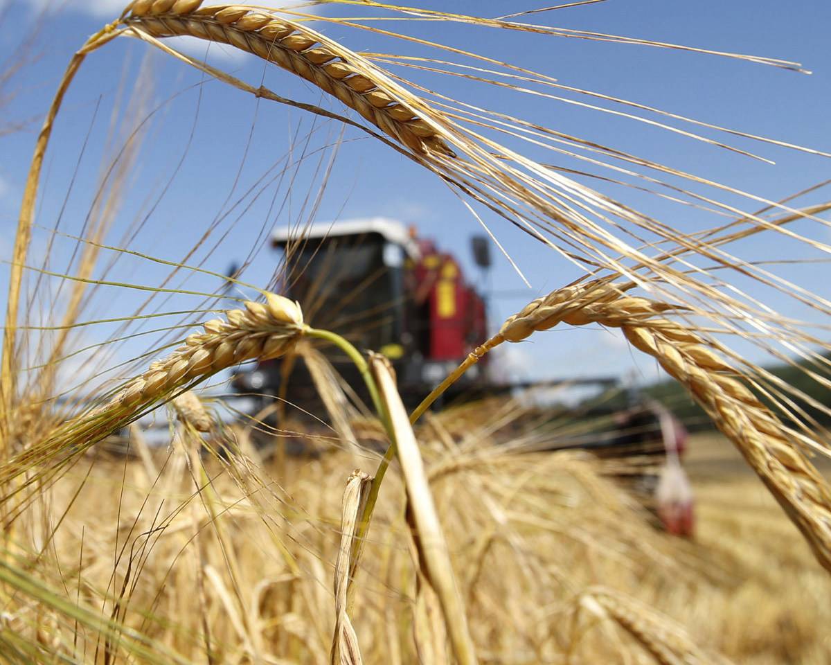 Россия вырвалась в лидеры экспорта зерна, побив рекорд США