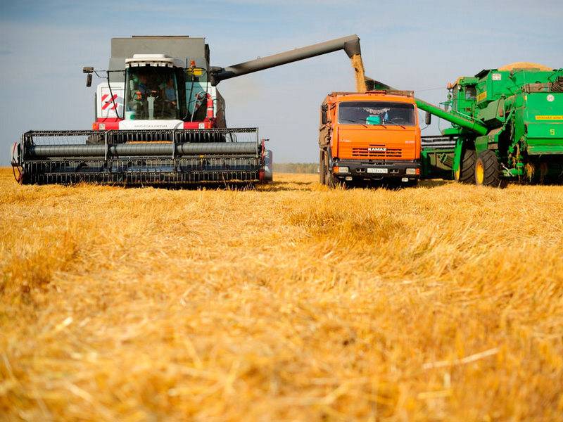 Bloomberg: хороший урожай пшеницы в России вызван чистым везением