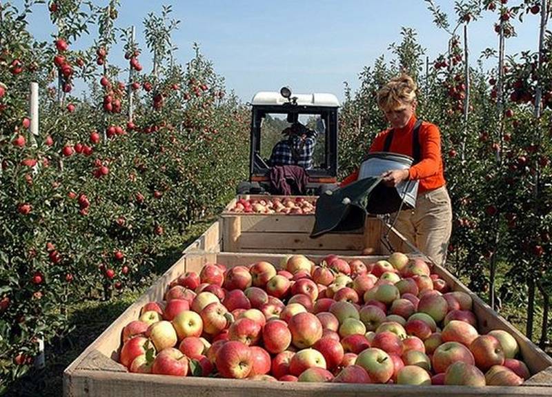 «Сотни стран не заменят Россию»: польские аграрии снова хотят на рынок РФ