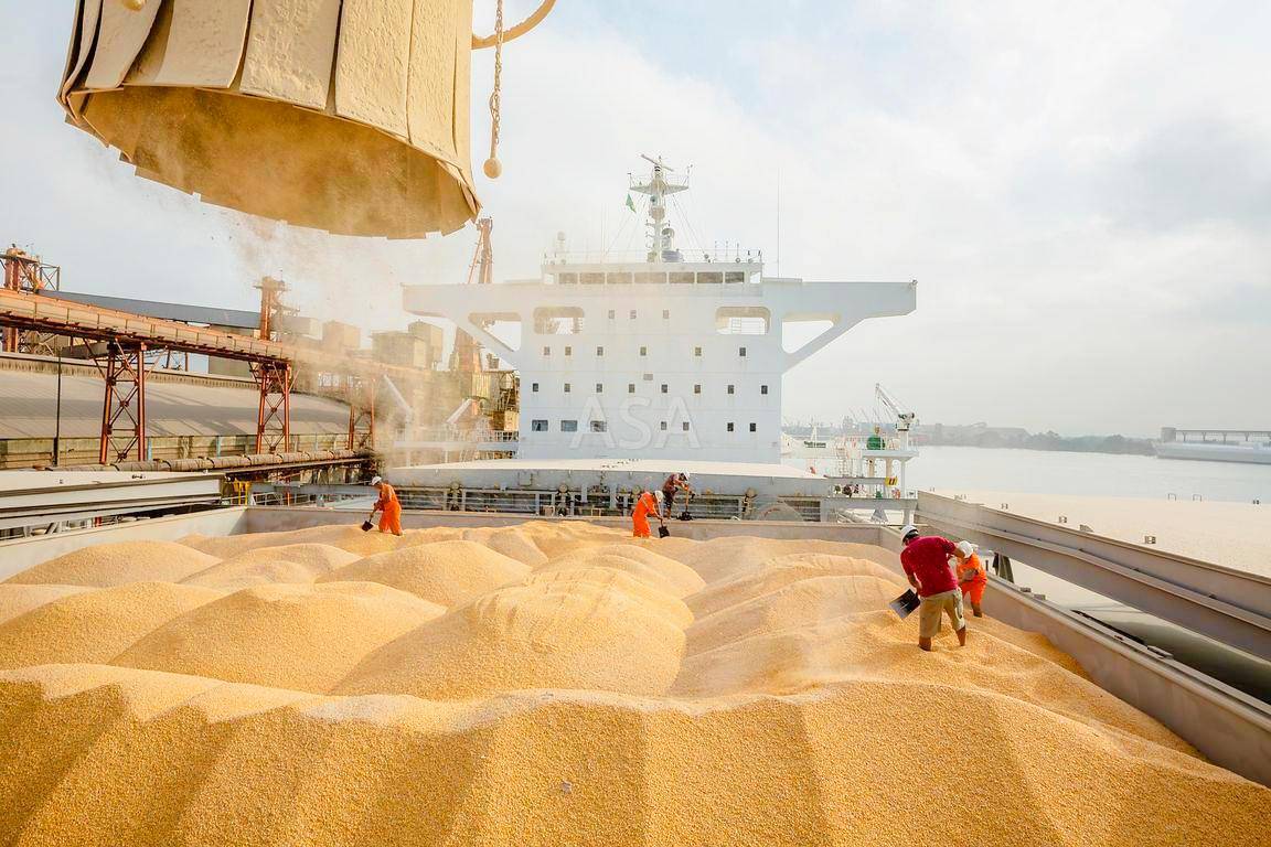 Российская пшеница на «взлёте»: новая цель - третий по экспорту Алжир