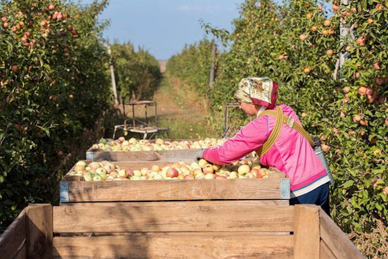 «Неизвестный поставщик»: российские яблоки «проиграли» импортным