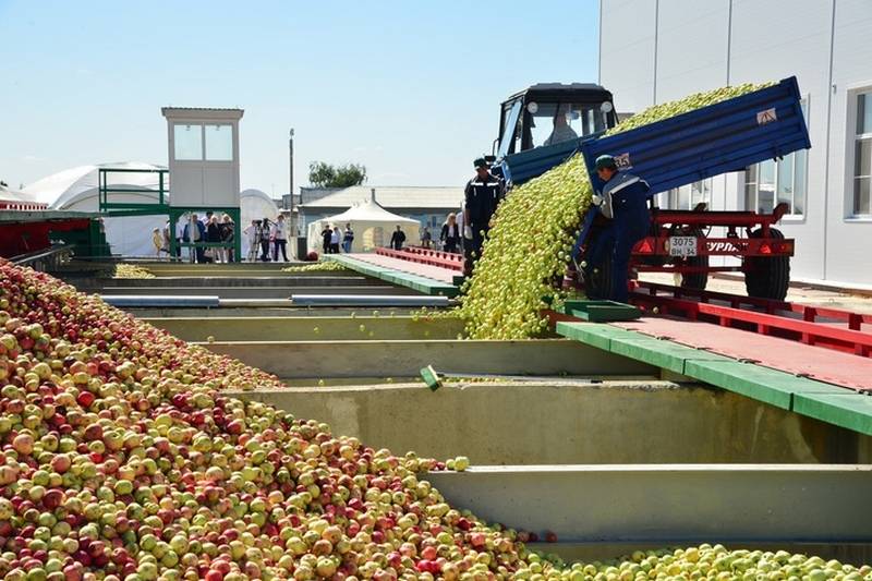 «Неизвестный поставщик»: российские яблоки «проиграли» импортным