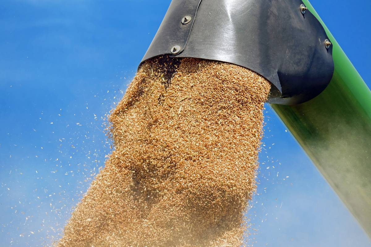 Bloomberg о пошлинах на российскую пшеницу: без их зерна мировой рынок «зашатается»