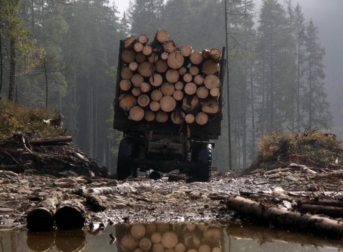 Теневые доходы сырьевого придатка ЕС: «гордая» Украина распродаст лес