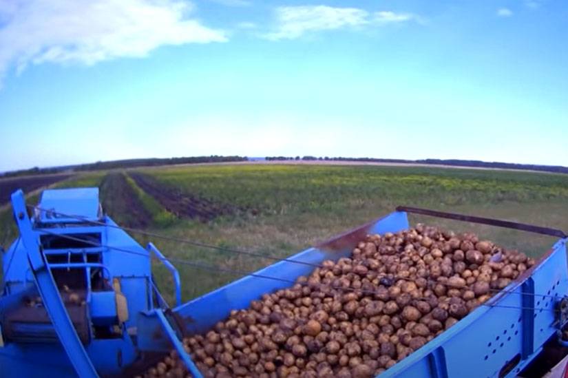 Китайский чеснок и польский картофель: реалии «аграрной сверхдержавы»