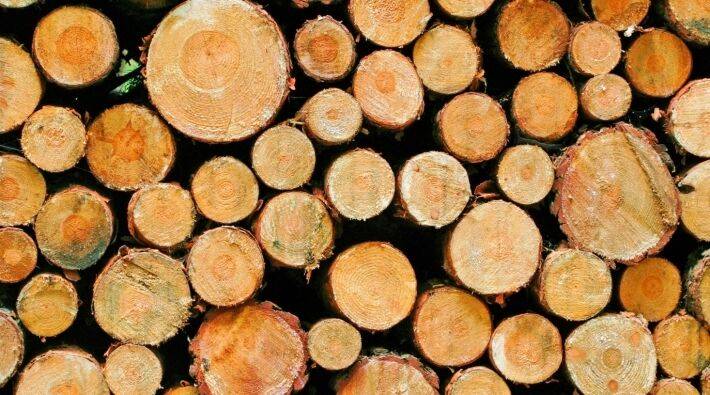 Сохранение леса-кругляка даст экономике РФ добавленную стоимость .