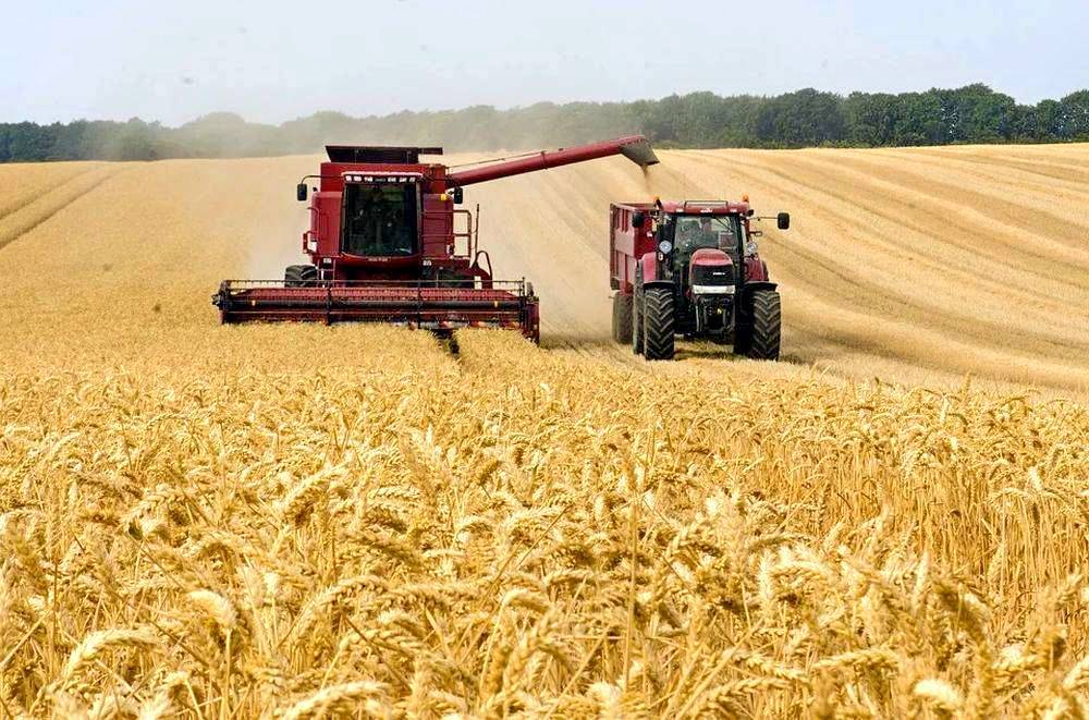 Несостоявшаяся «аграрная держава» ищет пути решения дефицита пшеницы