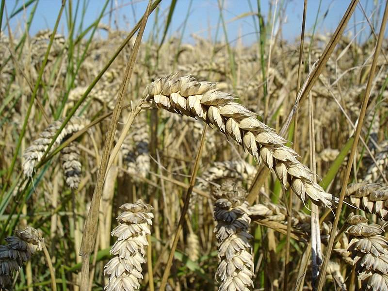 В России экспорт зерновых взят под особый контроль