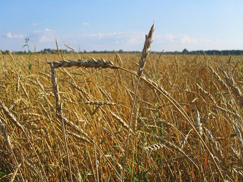 Проблемы от нефти до пшеницы: Европа анализирует последствия вводимых против России санкций