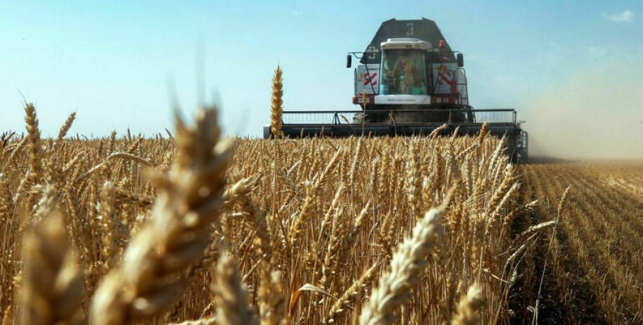 Индийские власти приняли решение ввести запрет на вывоз зерна из страны
