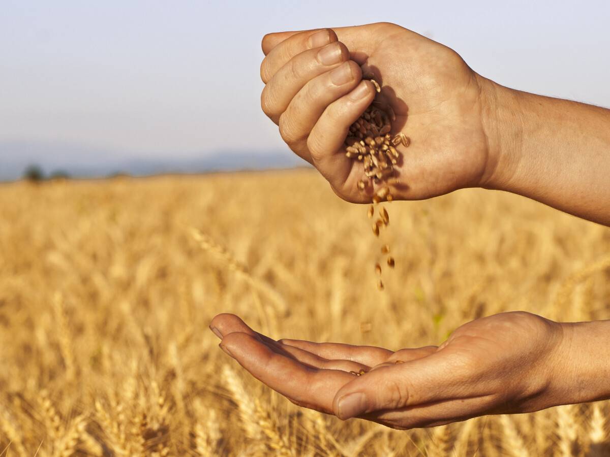 Медведев о поставках зерна на экспорт: «Ничего в ущерб своему рынку»