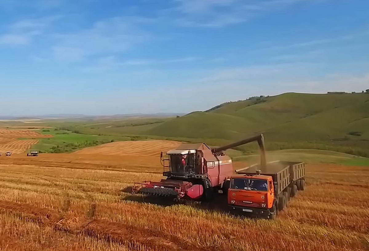 Россия в очередной раз побила рекорд по урожаю зерновых