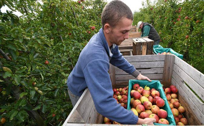Яблочное эмбарго России: Польша начинает рубить сады