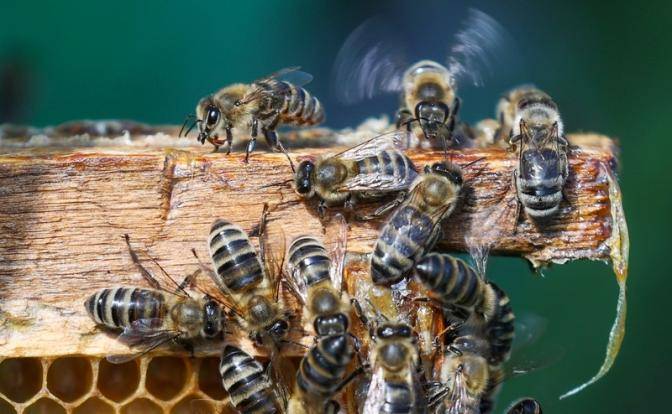 Пчелкам поставят клеймо на заднее место