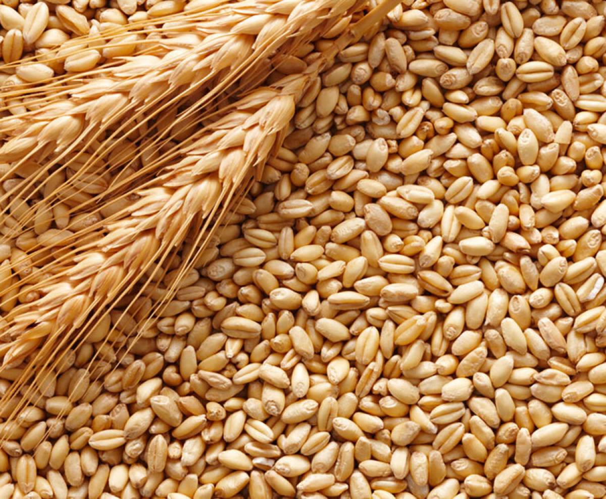 Фермеры из стран Восточной Европы в ярости из-за экспорта зерна из Украины