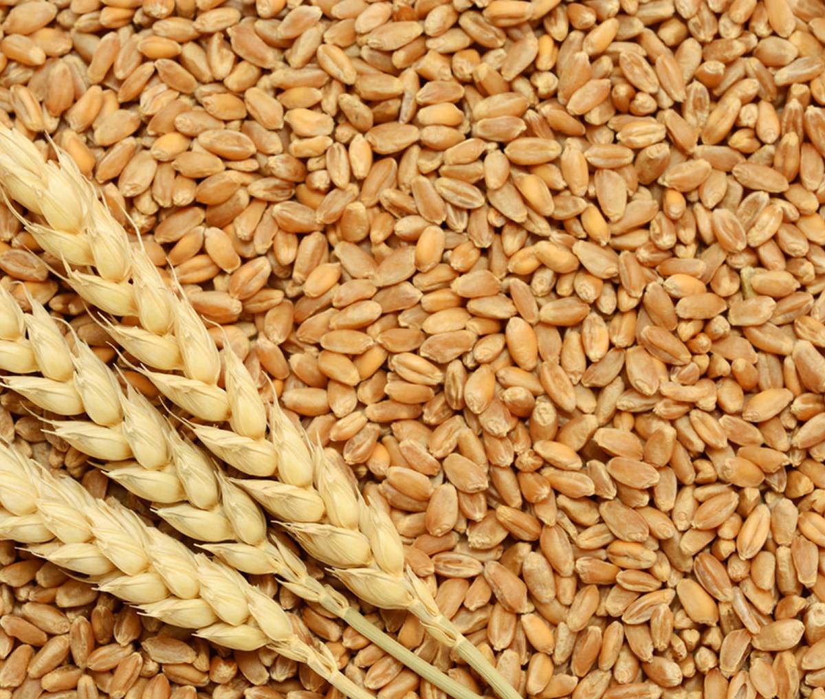 Экспорт пшеницы из РФ может составить более 50 миллионов тонн
