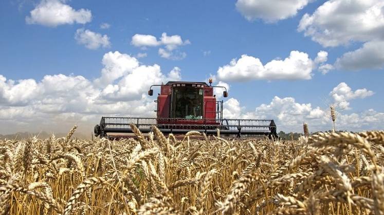 За российской пшеницей выстраивается очередь
