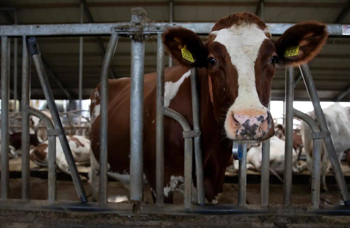 Климатические аферы Европы: почему мычат голландские коровы?