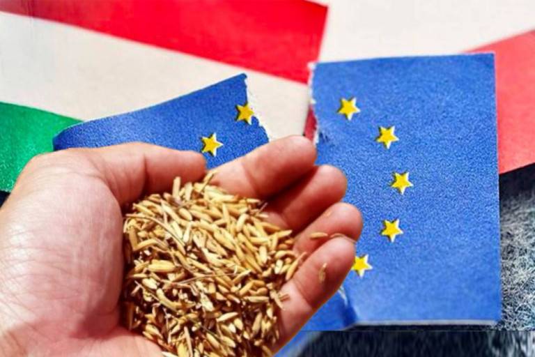 Украинское зерно угрожает единству Евросоюза