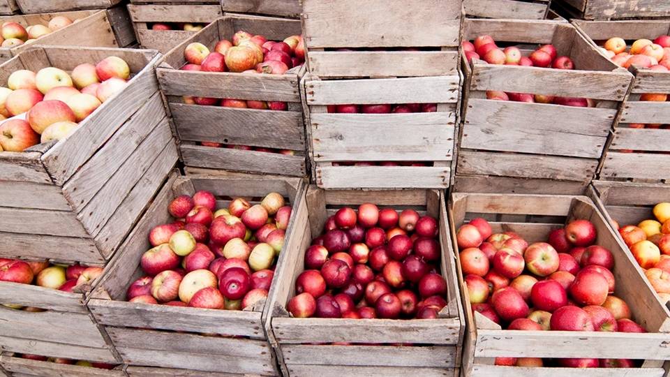 Сады наши, плоды Ваши? Кому ещё сегодня нужны свои яблоки в России