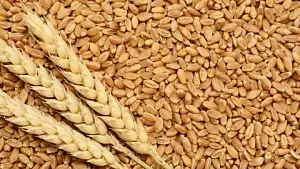 Россия запретила экспорт твёрдой пшеницы