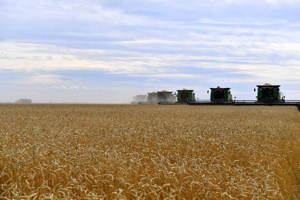 Экспорт уродился лучше урожая? Зерновые манёвры Казахстана