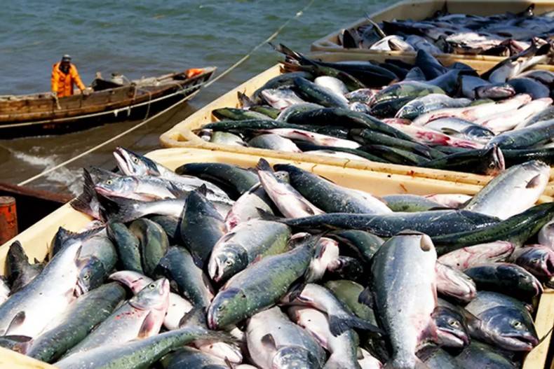 Россия запретила Британии ловить рыбу в Баренцевом море: чем ответит Лондон