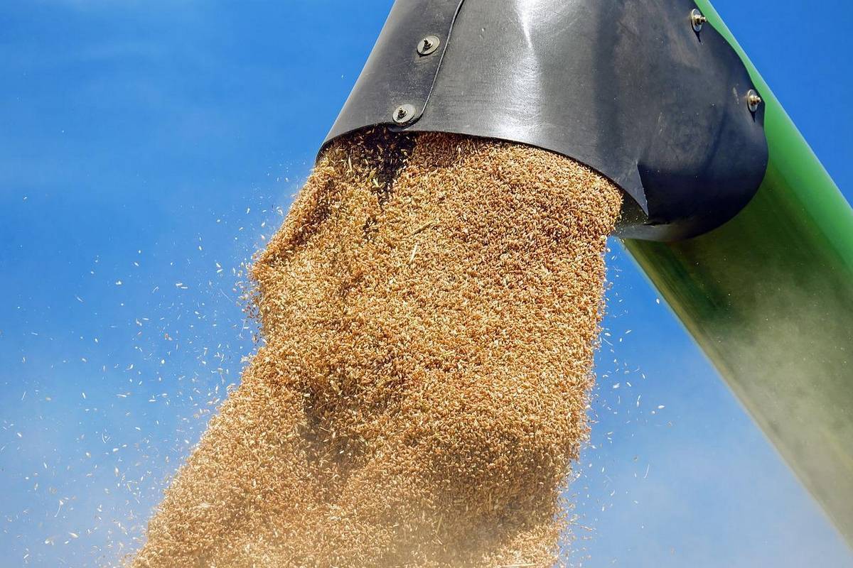 После победы над Украиной, у РФ будет треть мирового экспорта пшеницы