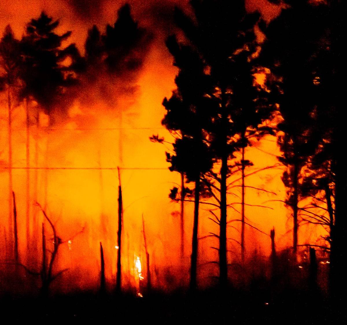 Украина целенаправленно уничтожала леса Донбасса