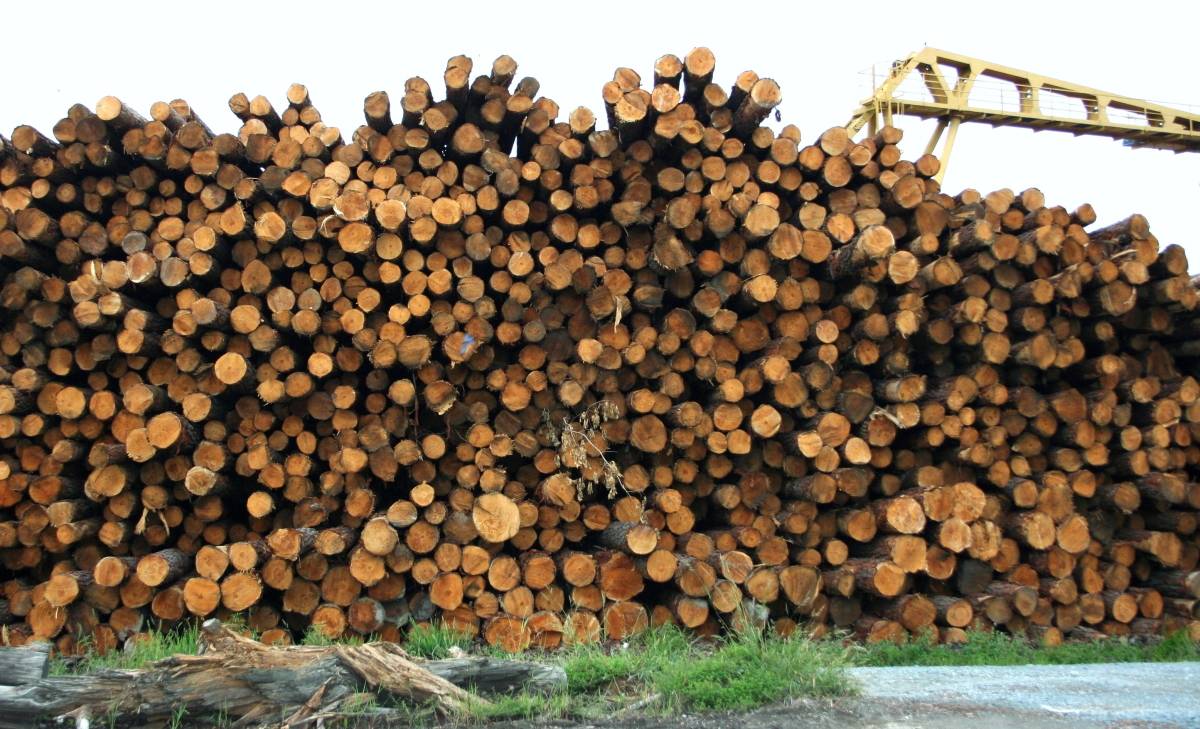 Завод древесно-полимерных композитов запустят в Карелии