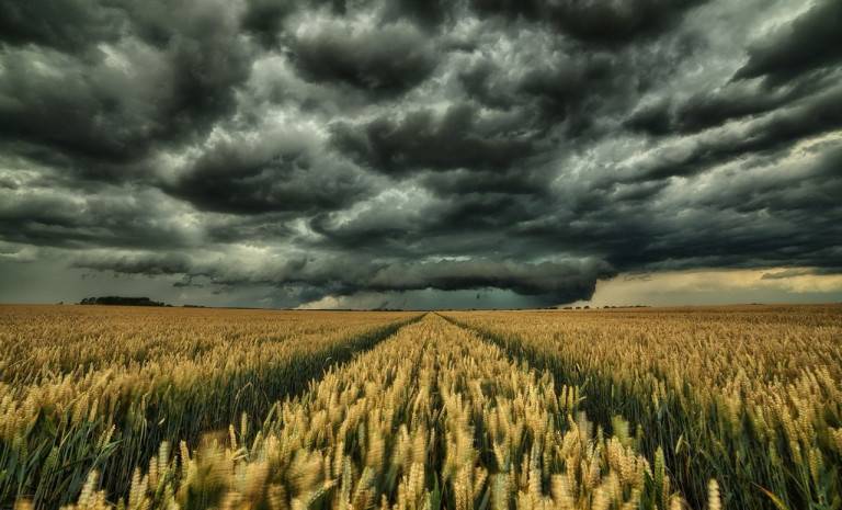 Украина больше не житница: аграрный сектор умирает