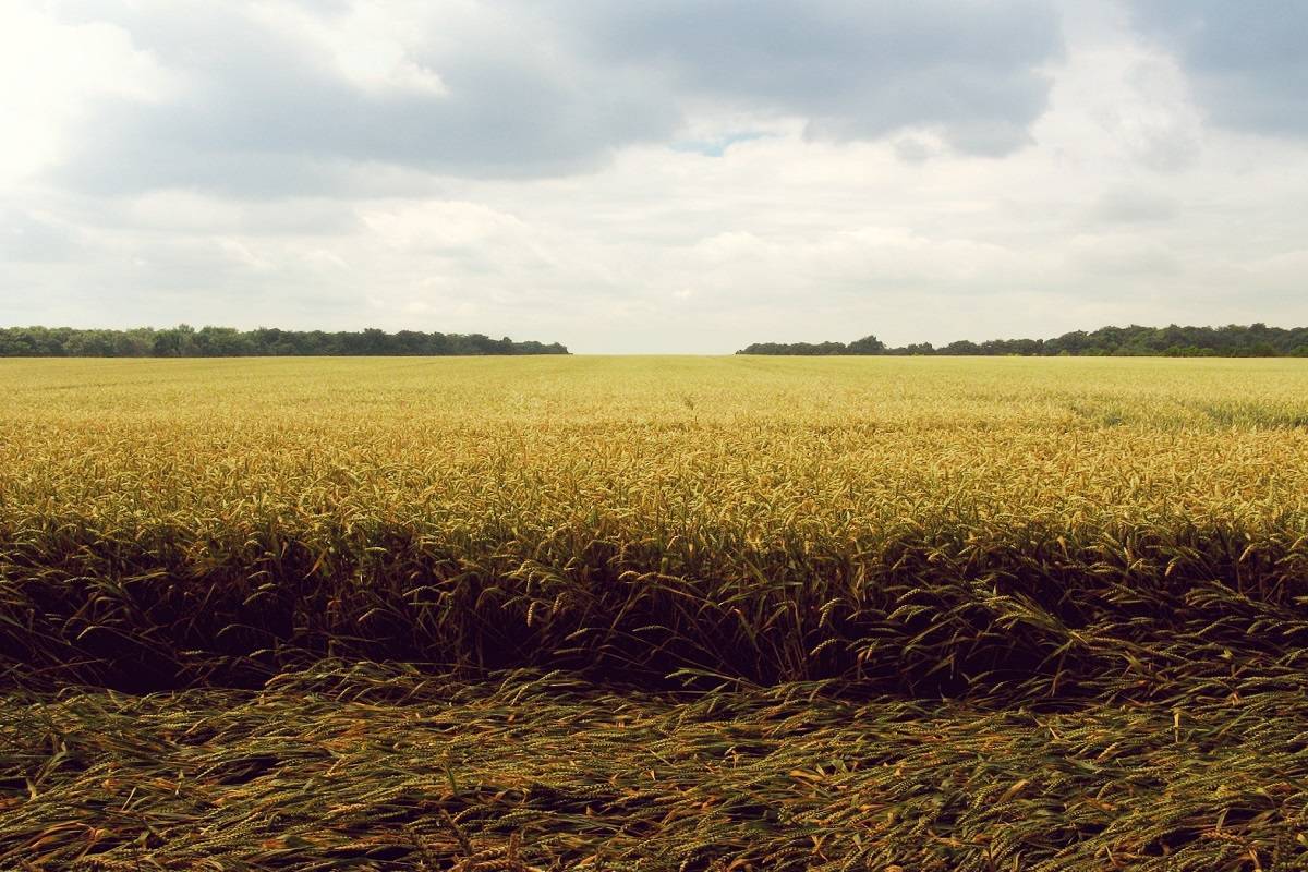 Российская пшеница теряет позиции: жара и конкуренция давят на цены