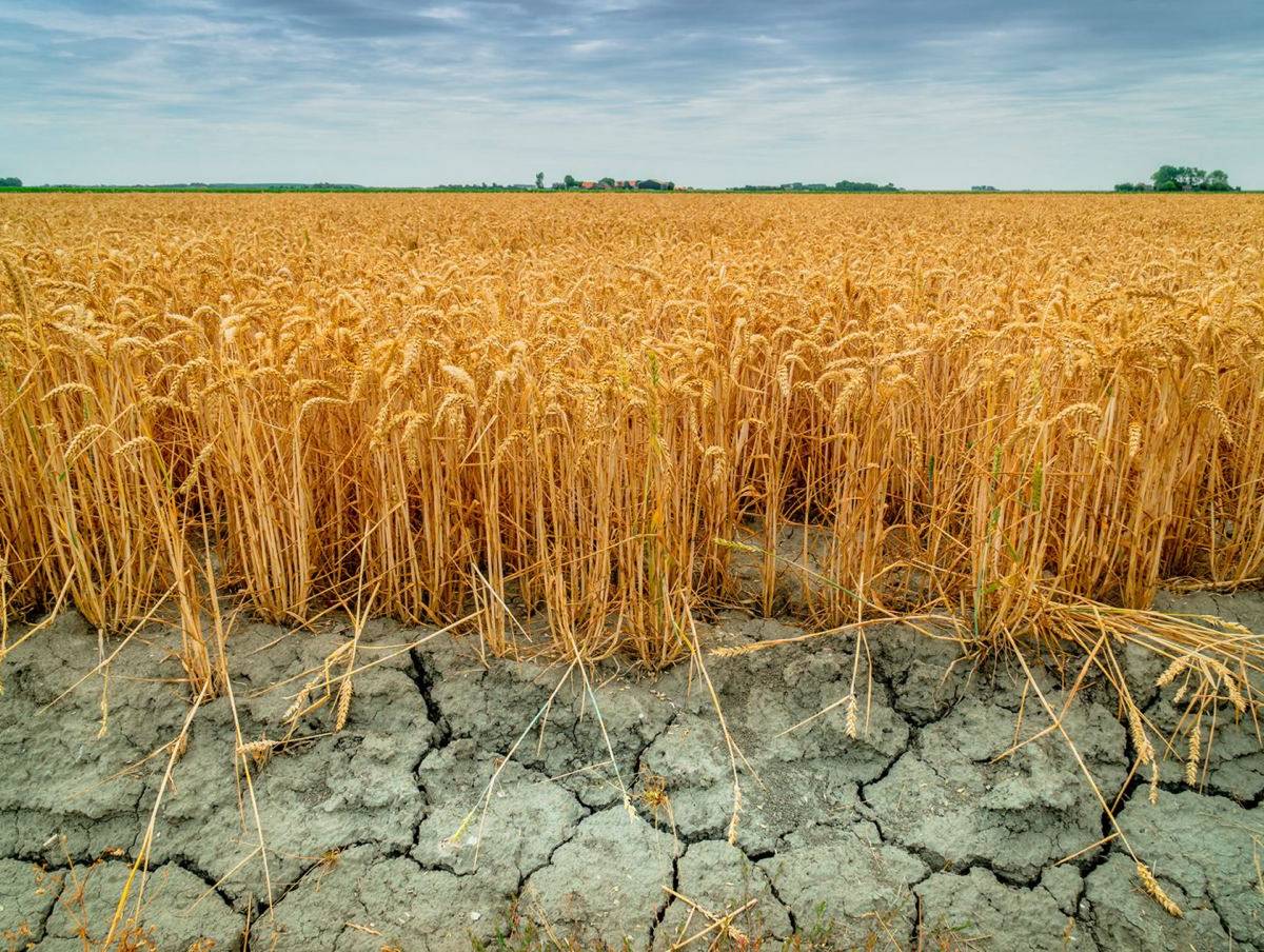Мобилизация и жаркое лето погубили треть урожая на Украине