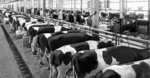 Туризм с изюминкой: советским коровникам нашли неожиданное применение