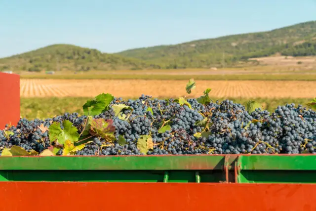 Истина в вине: в России увеличились плантации виноградников