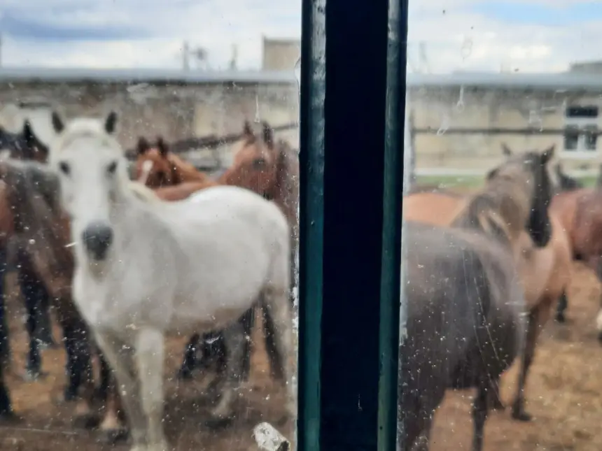 300 лошадей под нож? – судьба единственной фермы кумыса в Крыму