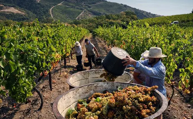 Бутылка за 5 тысяч — о таких ли крымских винах мечтают россияне