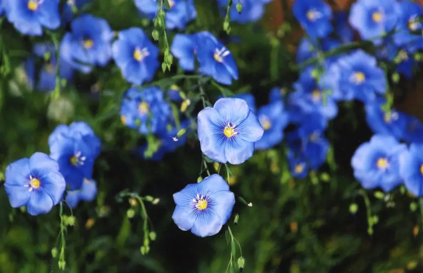 Русский лён: сырьевая база для зарубежной переработки?