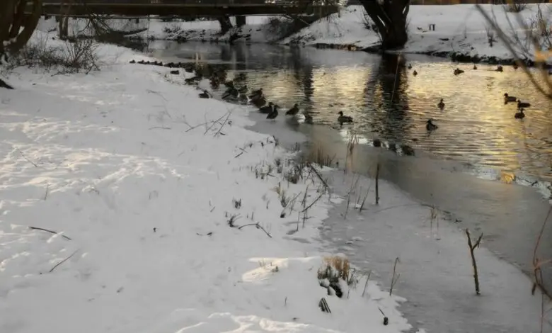 Реагентные реки Северной столицы: в регионе нашли решение очистки водоёмов