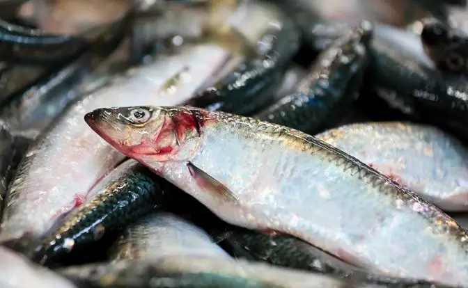 Белорусские рыбаки за 2025 год они наловили селедки для России больше всех