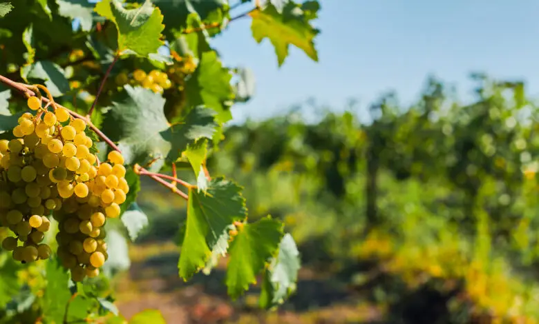 Ленобласть ставит на экзотику: регион готовится «выстрелить» проектами АПК