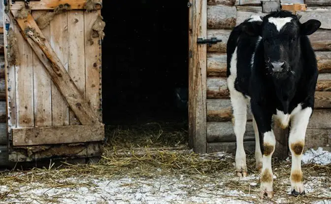 Фактом массового забоя скота в Сибири должны заняться компетентные органы