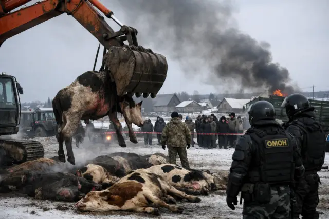 Инфекция ударила по Сибири: фермеры обвиняют власти в уничтожении хозяйств